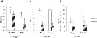 Unraveling the drought-responsive transcriptomes in nodules of two common bean genotypes during biological nitrogen fixation